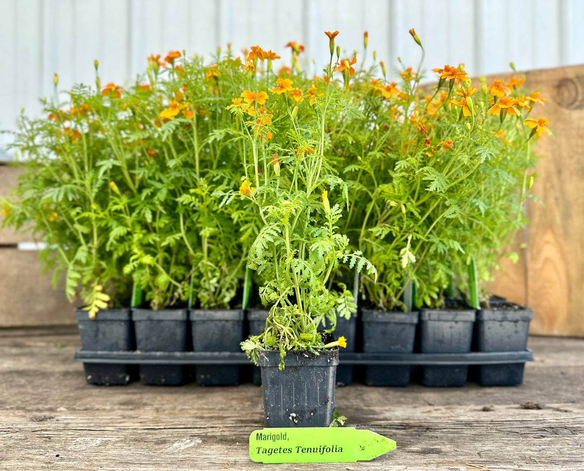 Signet Marigold Plant (Tagetes tenuifolia)