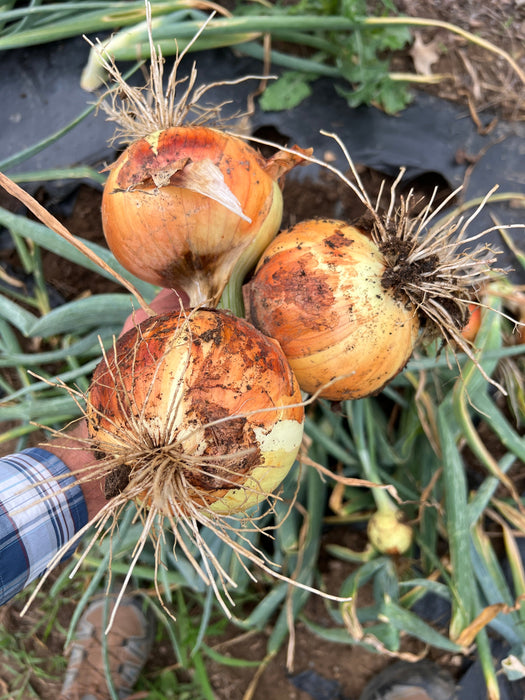 PREORDER Garlic & Onion Combo Kit