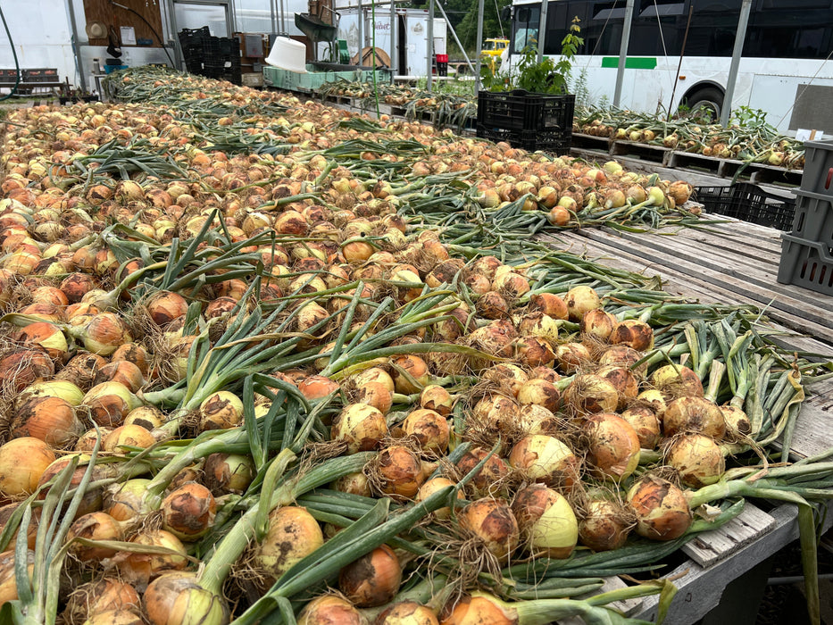 PREORDER Shakespeare Onion Sets