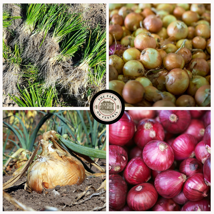Onion Mixed Bundle (Intermediate Day)