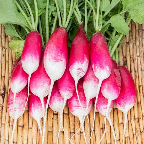 French Breakfast Radish