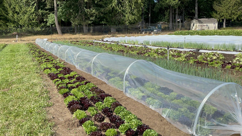 Clear Poly for Low Tunnels