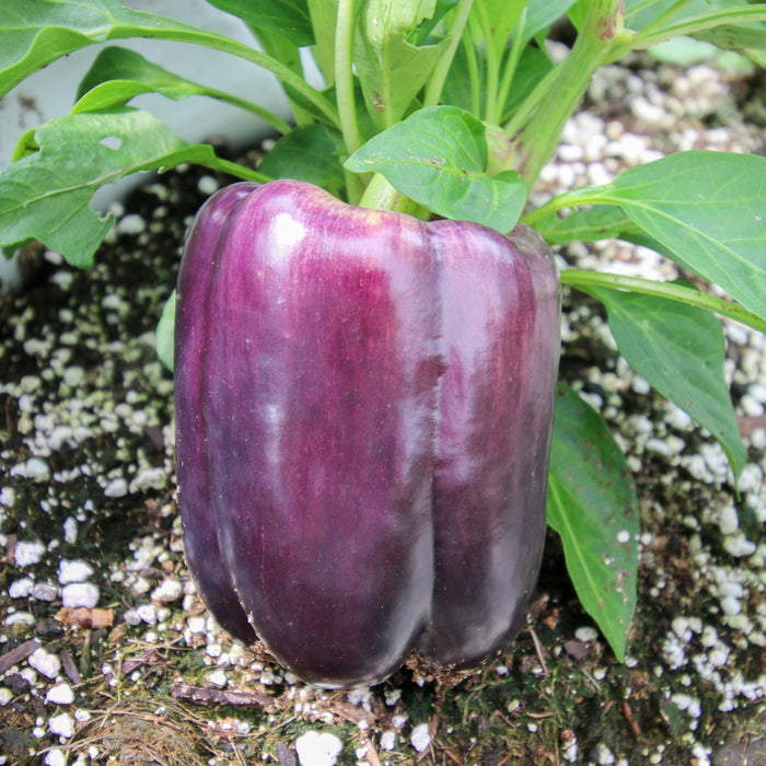 Lilac Bell Pepper