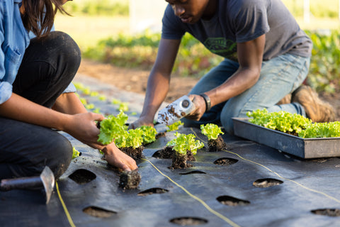 Quick-Plant Fabric — Weed Barrier