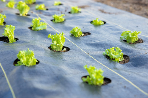 Quick-Plant Fabric — Weed Barrier