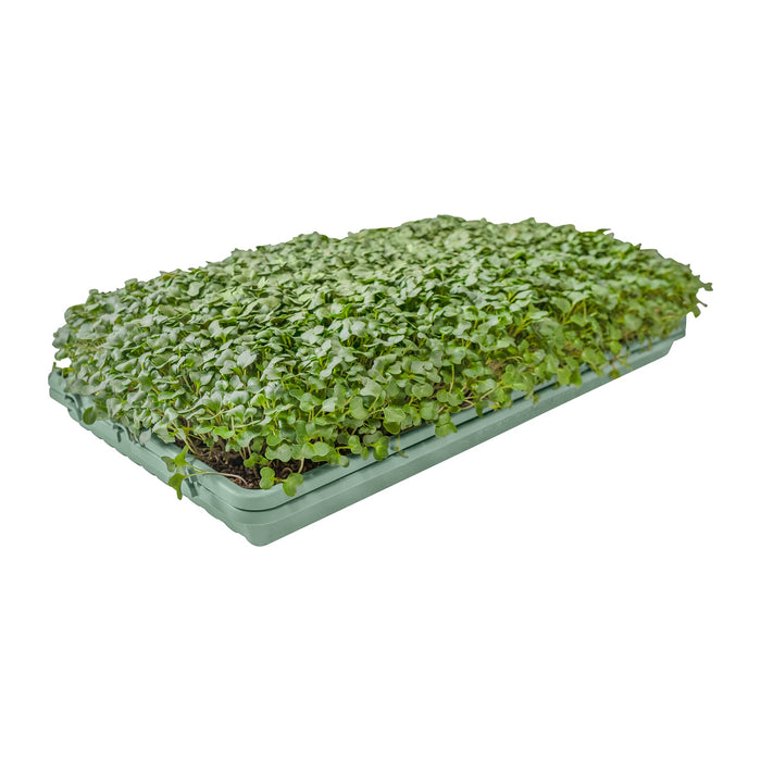 1020 Microgreen Trays: Professional Quality, Heavy Duty, Sustainably Made