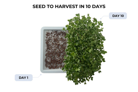 Sproutlet Indoor Microgreen Grow Kit: 3-Pack
