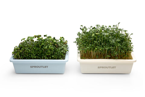 Sproutlet Indoor Microgreen Grow Kit: 3-Pack