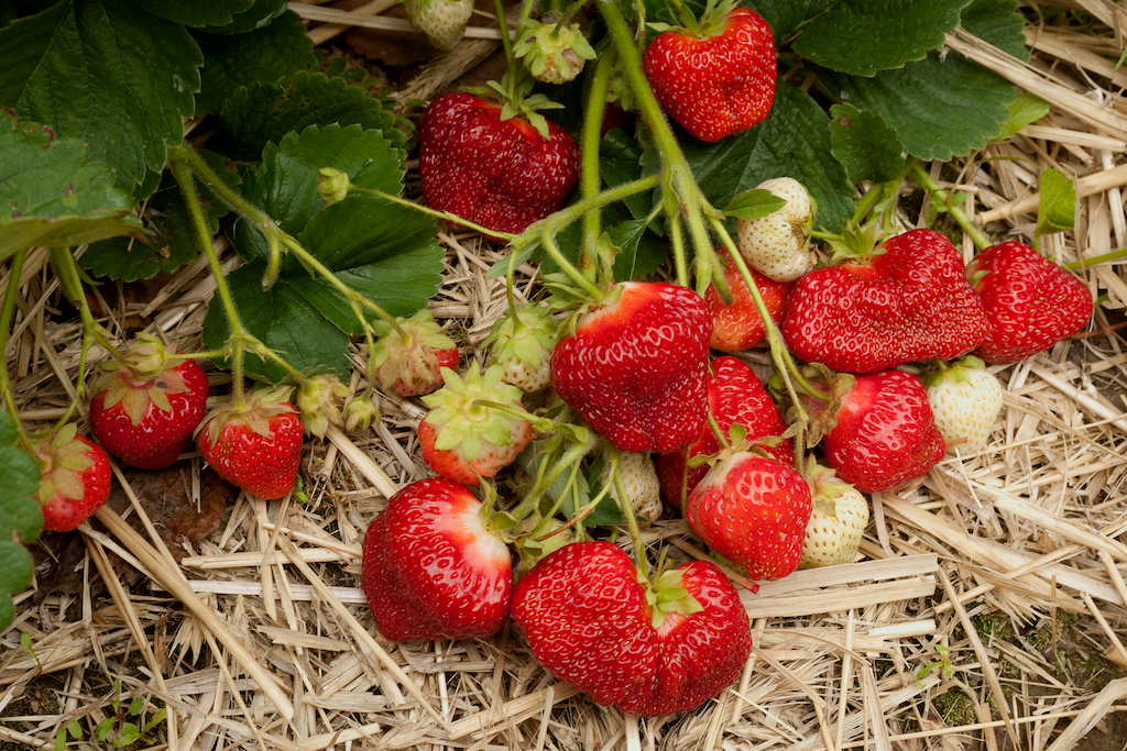 AC Valley Strawberry Plants