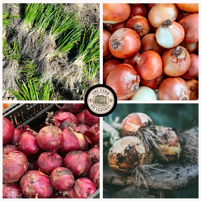 Onion Mixed Bundle (Long Day)