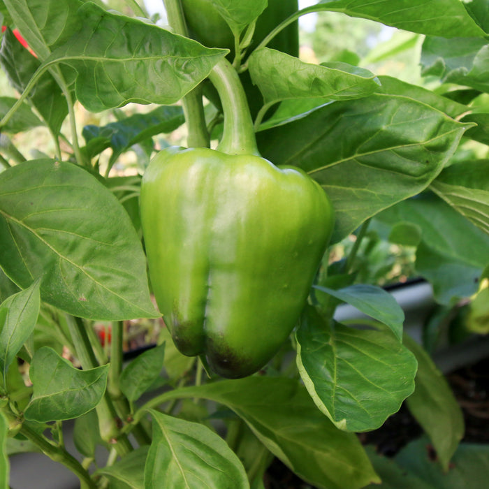 Keystone Giant Bell Pepper
