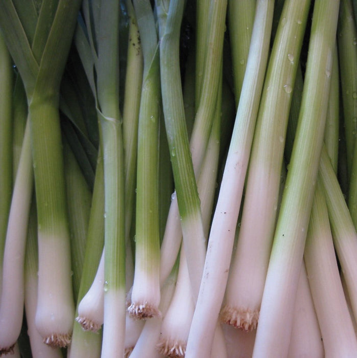 Tokyo Long White Bunching Onion