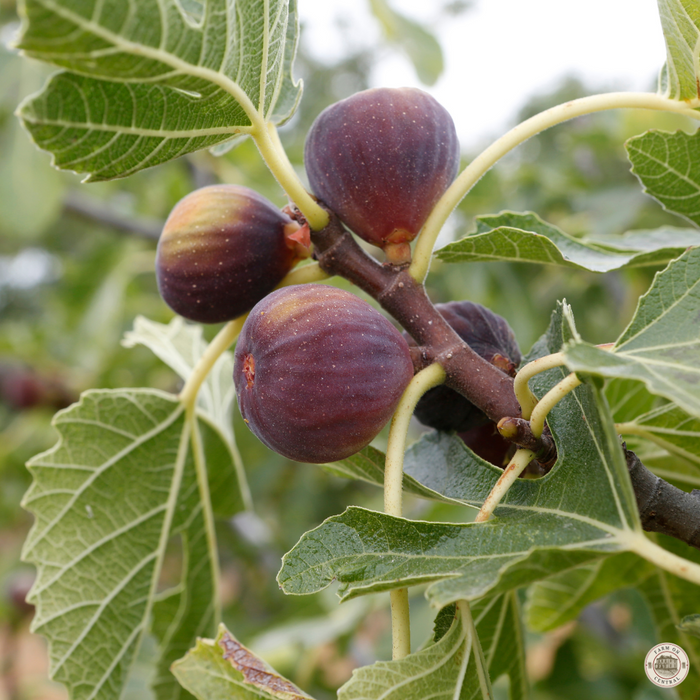 Olympia Hardy Fig Plugs
