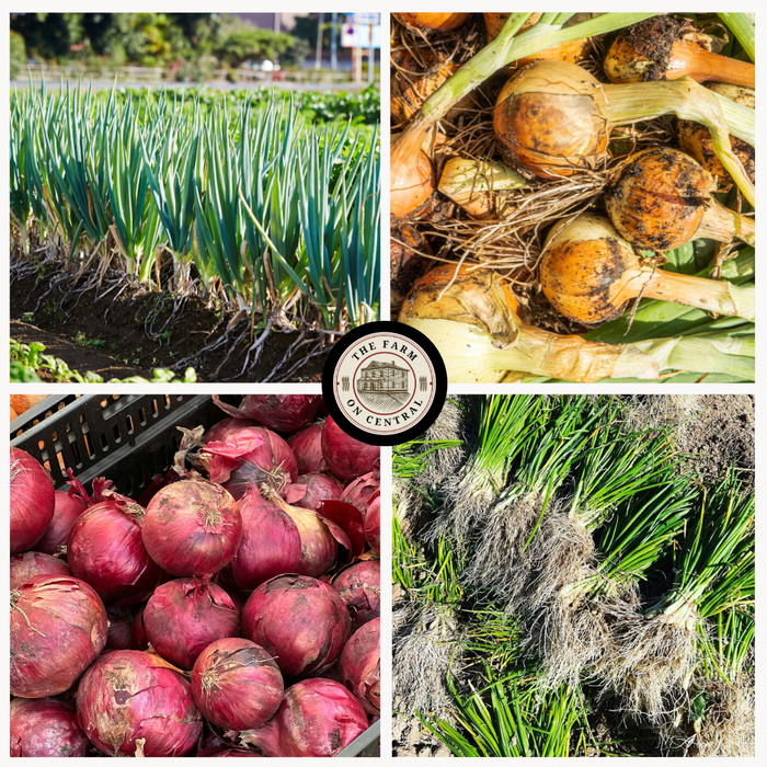 Patterson Onion Plants (Long Day)