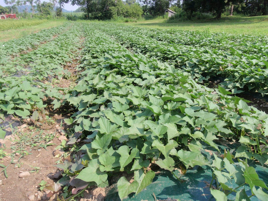 White Bonita Sweet Potato Plants