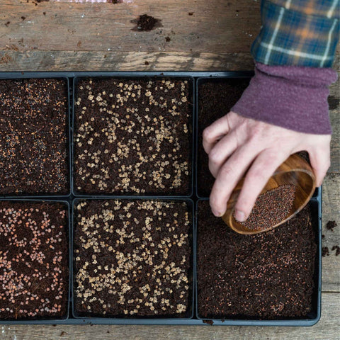 5X5 Shallow Microgreen Trays