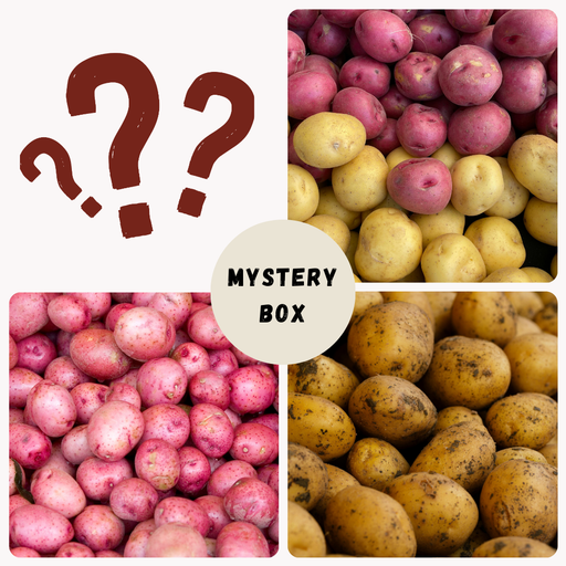 Mystery Box with question marks and assorted potatoes: red, yellow, and rustic varieties. Fresh vegetables.