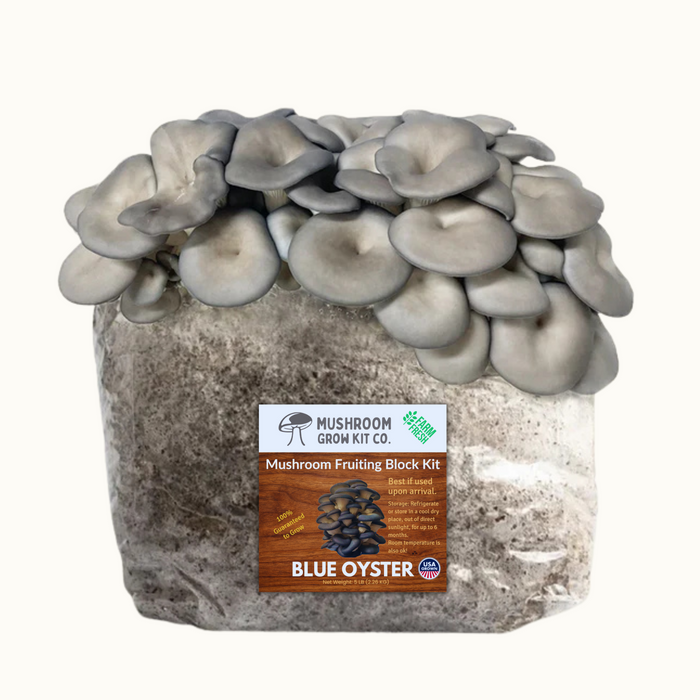 Blue oyster mushrooms growing from a Mushroom Grow Kit Co. fruiting block. Easy home cultivation of gourmet mushrooms.