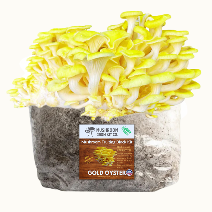 Gold Oyster mushroom fruiting block kit, covered in a vibrant cluster of yellow gourmet mushrooms. Easy home grow.