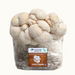 White Lion's Mane mushrooms growing from a fruiting block. Mushroom cultivation kit, guaranteed to grow, USA grown.