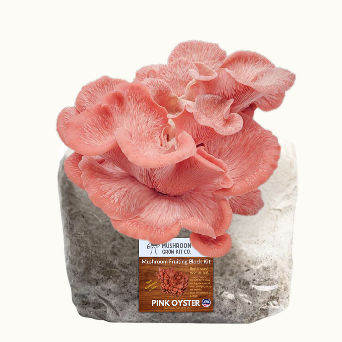 Vibrant pink oyster mushrooms growing from a Mushroom Fruiting Block Kit. Fresh, USA grown gourmet mushrooms.
