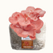 Pink Oyster mushroom grow kit displaying a vibrant cluster of fresh, gourmet mushrooms. Easy home cultivation.