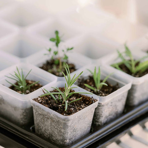 Propagation Kit | For Cuttings, Seedlings and More