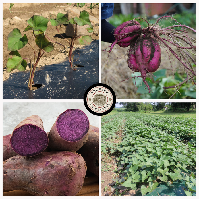 Purple Majesty Sweet Potato Plants