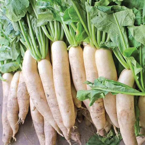 Daikon Radish