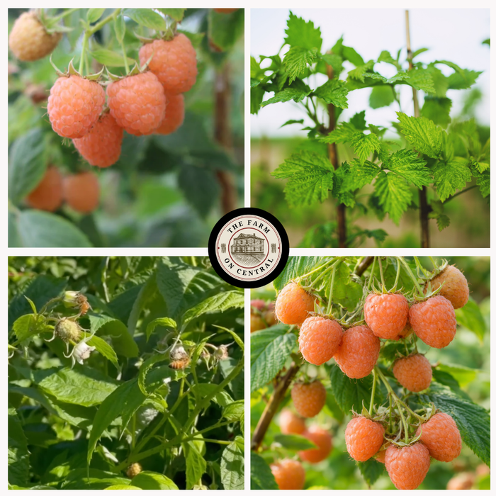 Double Gold Raspberry