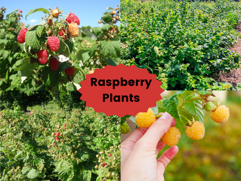 Prelude Raspberry Plant