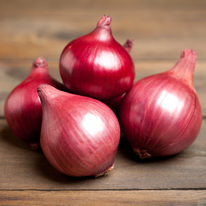 Red Rock Onion Plants (Short - Intermediate Day)