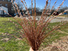 Hand holding a dense bouquet of reddish-brown pussy willow branches with soft, silvery catkins, spring day.