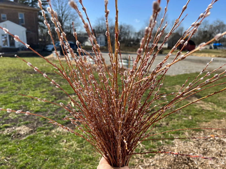 Hand holding a dense bouquet of reddish-brown pussy willow branches with soft, silvery catkins, spring day.
