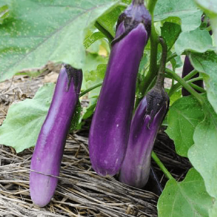 Ping Tung Long Eggplant Seeds (Organic)
