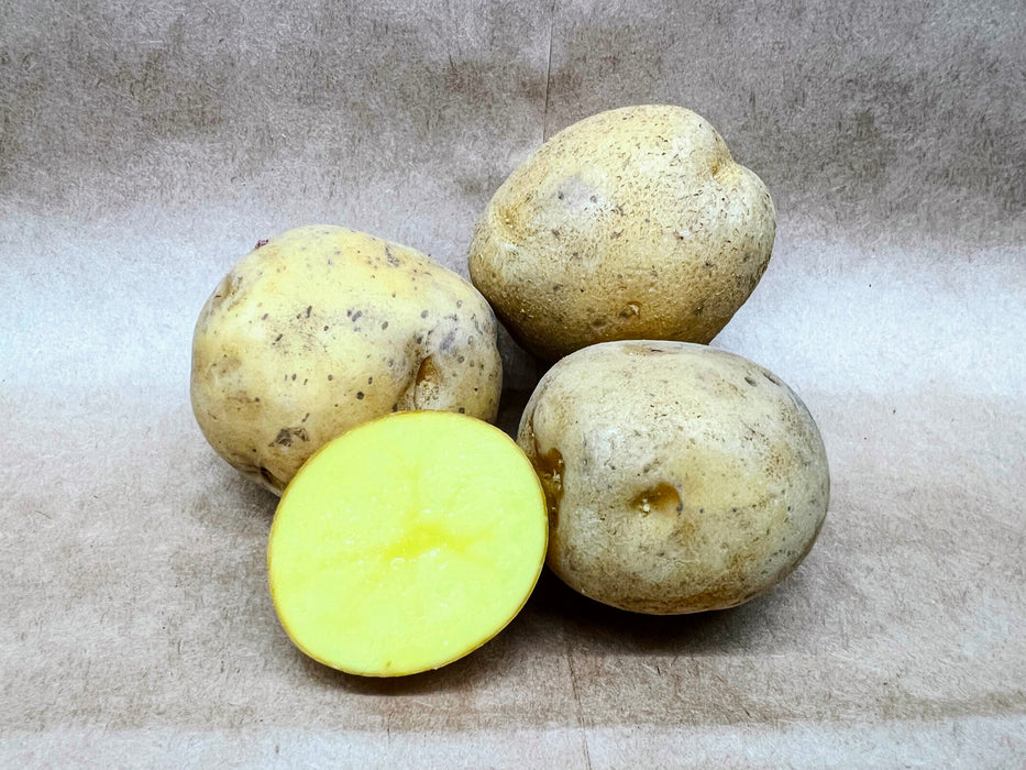 Satina Seed Potato