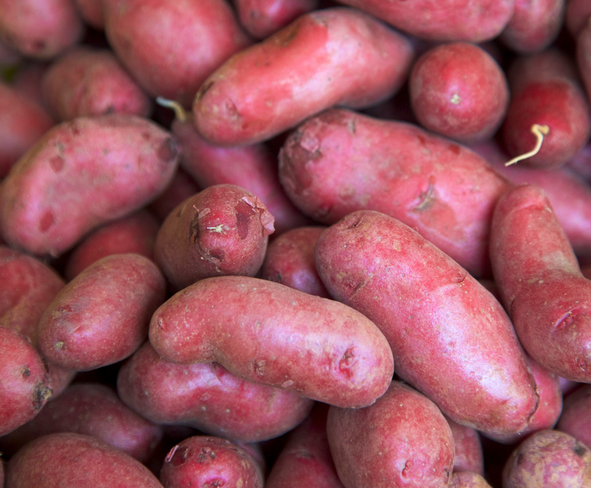 French Fingerling Seed Potato