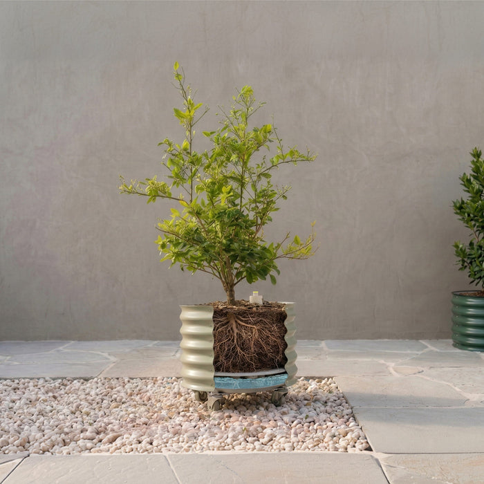 Self-Watering Rolling Citrus Tree Planter - 30 Gallon