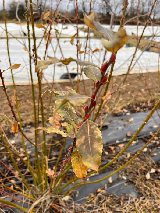 Close-up of a plant with red buds and brown leaves, showing early spring growth. Garden bed with black landscape fabric and white row cover.