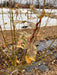 Close-up of a plant with red buds and brown leaves, showing early spring growth. Garden bed with black landscape fabric and white row cover.