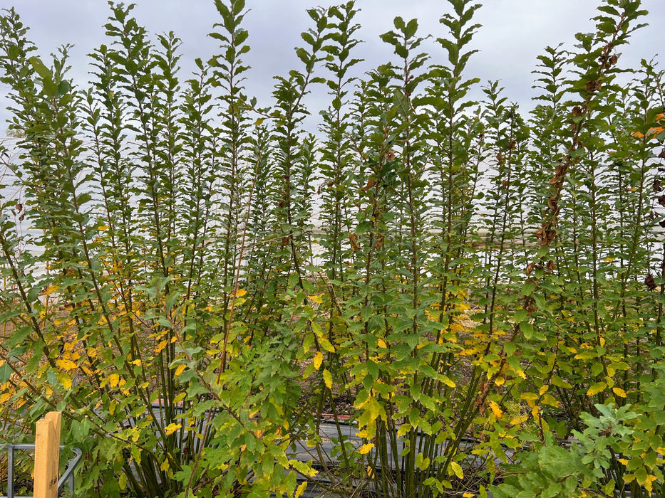 Showtime Willow "Caprea x Cinerea S365"