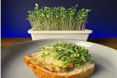 Sproutlet Indoor Microgreen Grow Kit: 3-Pack