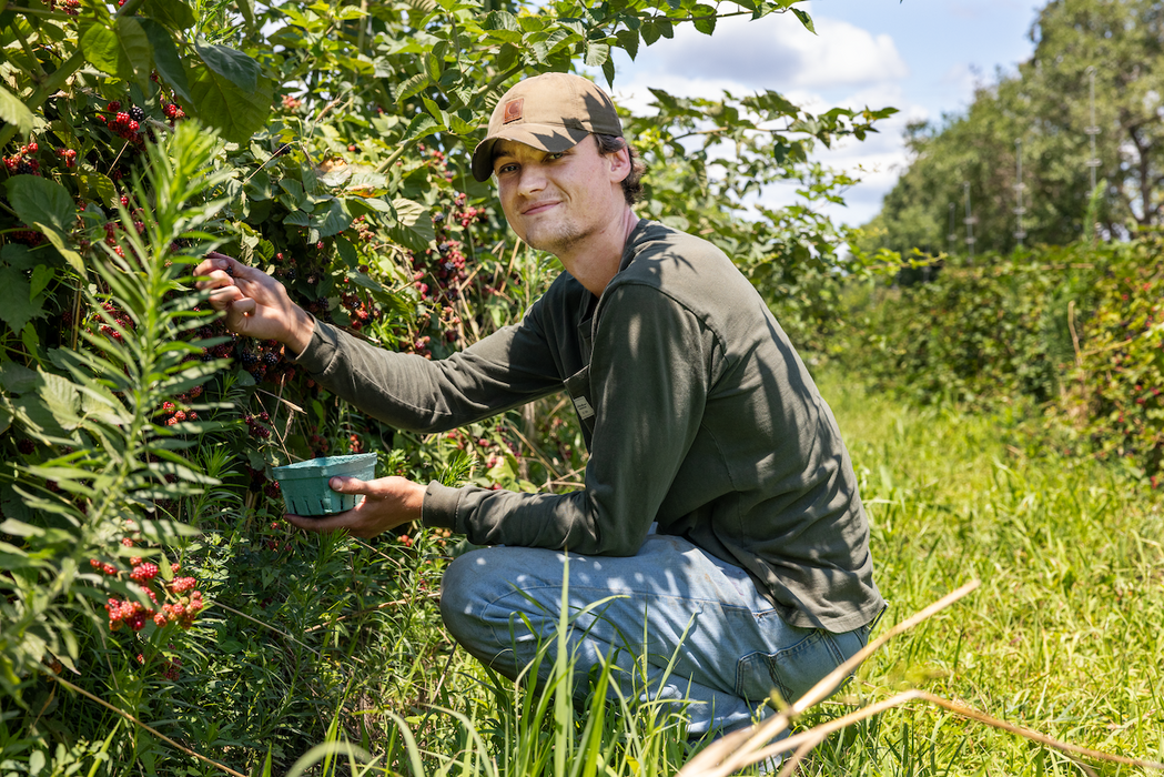 Ponca Sweet Ark™ Blackberry Plants