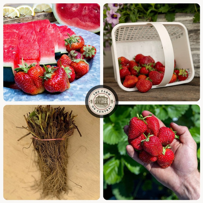 Ripe strawberries: in a basket, hand-picked, with watermelon slices, and bare-root plants. Fresh farm harvest.