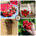 Ripe strawberries: in a basket, hand-picked, with watermelon slices, and bare-root plants. Fresh farm harvest.