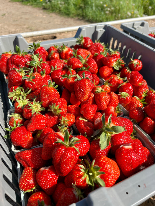 AC Valley Strawberry Plants