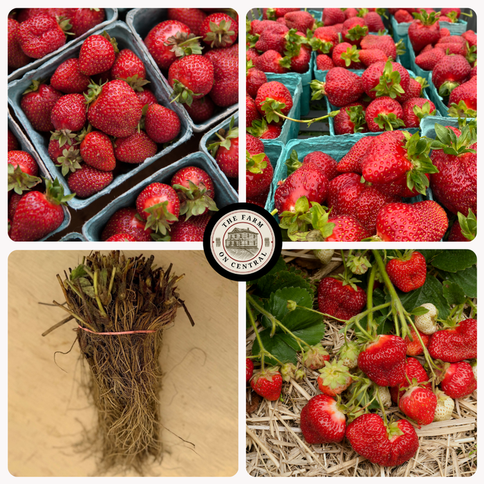 Galletta Strawberry Plants