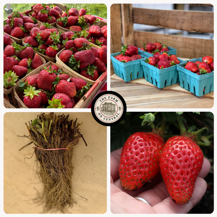 AC Valley Strawberry Plants