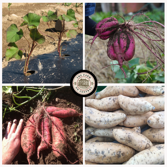 Sweet Potato Plant Mixed Bundle