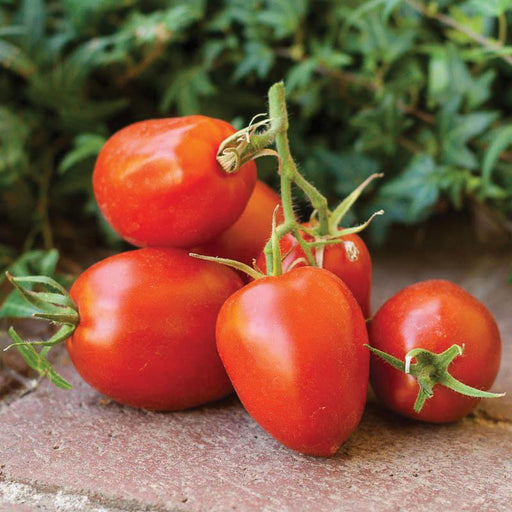 Cluster of ripe red tomatoes, fresh from the garden, some on the vine, on a brick patio. Harvest.